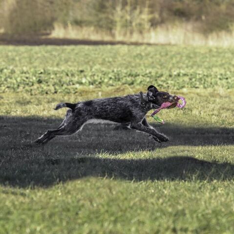 Bungee Tugger med ring