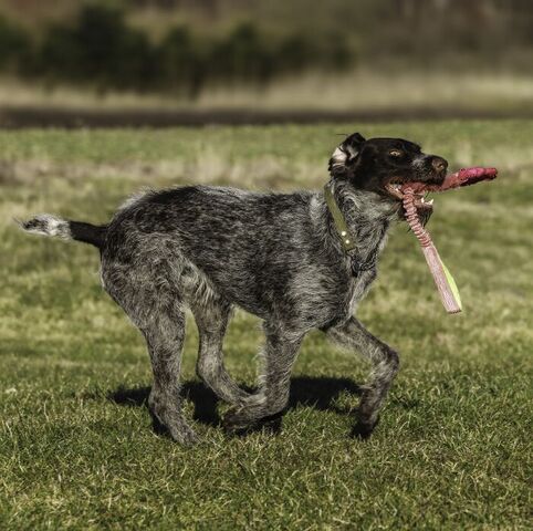 Bungee Tugger med ring