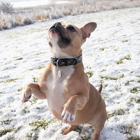 Batman halsbånd | Halsbånd i læderlook