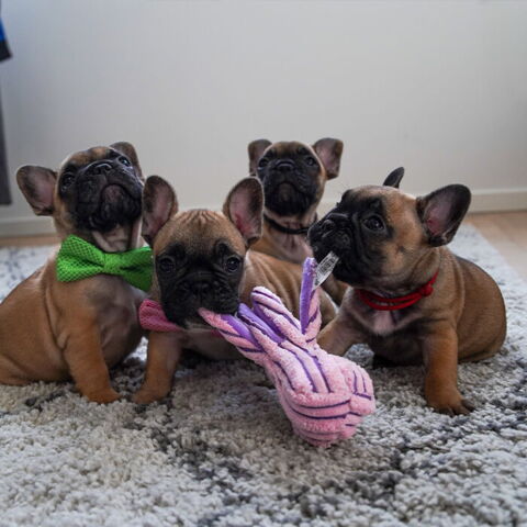 KONG Cuteseas Octopus