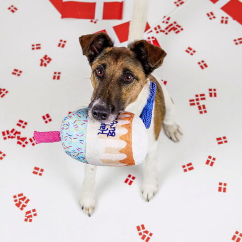 Fødselsdagskage i plys og Karlo