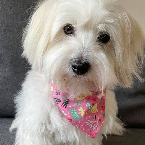 Ollipet Påske Bandana