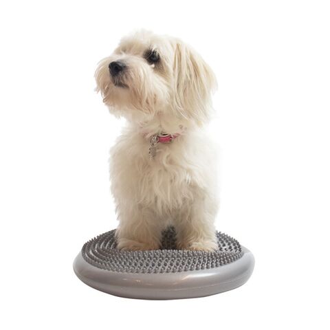 Balancepude til hundefitness