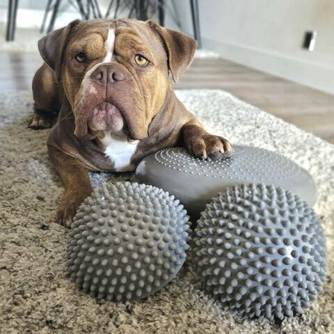 Balancepude til hundefitness & Melvin