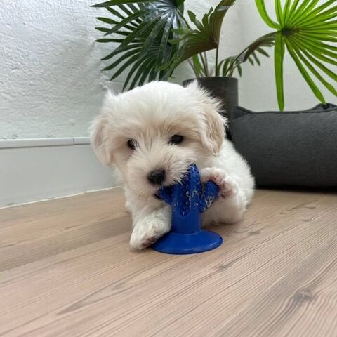 7 ugers hvalp med Puppy Dental Cactus