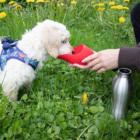KONG Stainless Steel Bottle | rød | Med vandskål hunden kan drikke af