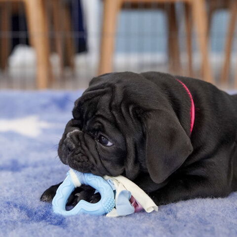 Ollipet Macaron hjerte med reb & Old English Bulldog hvalp på 8 uger