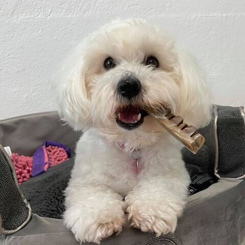 Trixie Denta Fun Veggie Jaw Bone | Sally