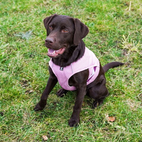 Hurtta Kølevest | Lyserød | Karla bruger str. 65-75