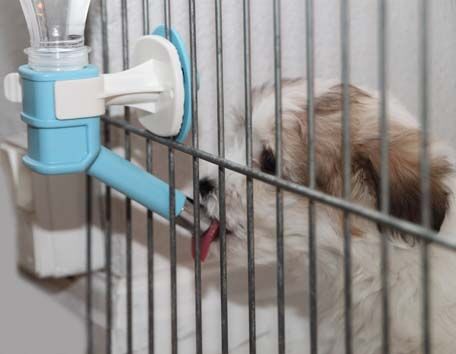 Pet water feeder | Drikketud