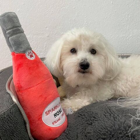 Rose Sparkling plysflaske