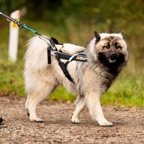 Non-Stop Dogwear Freemotion Harness