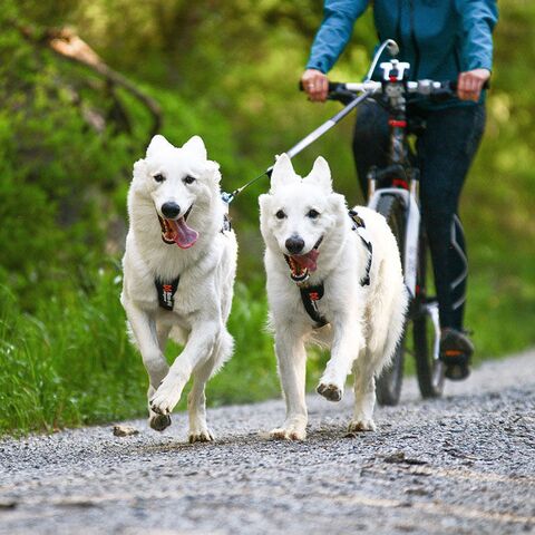 Non-Stop Dogwear Freemotion Harness