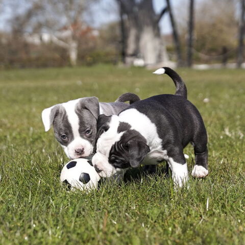 Ollipet natur latex fodbold & American Bully hvalpe på 7 uger | Medium