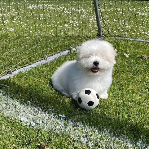 Ollipet natur latex fodbold Medium