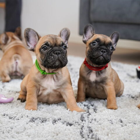 ID Hvalpehalsbånd - justerbar 8 stk | Fransk Bulldog hvalpe på 7 uger