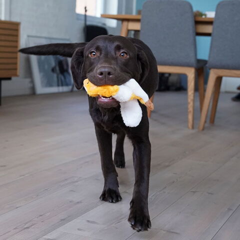 Slaskede pelsdyr I Ræv & Karla