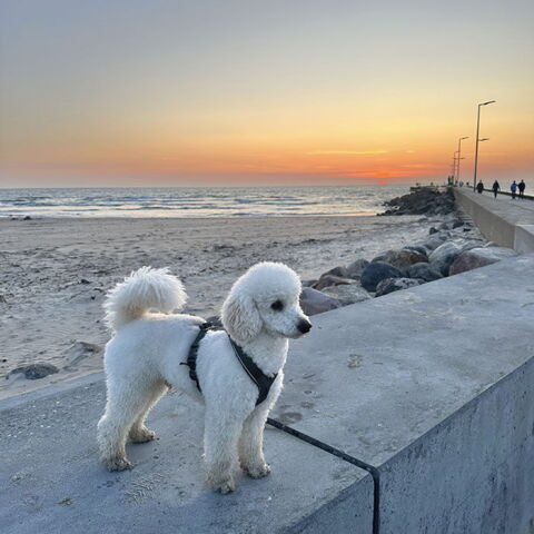 Non-Stop Dogwear Line Harness 5.0