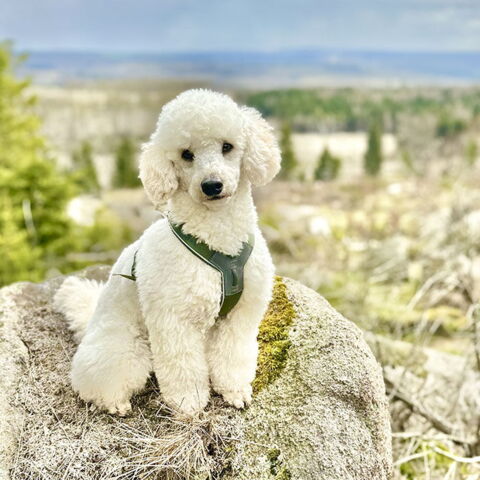 Non-Stop Dogwear Line Harness 5.0