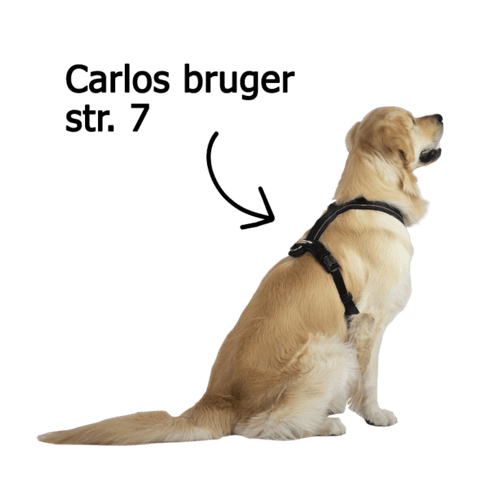 Carlos bruger str. 7