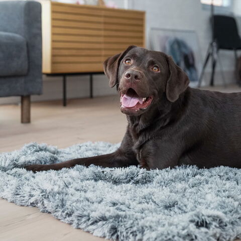 Ollipet Soft Cloud Hundetæppe | Ombre Grey | Karla er på en str. XL