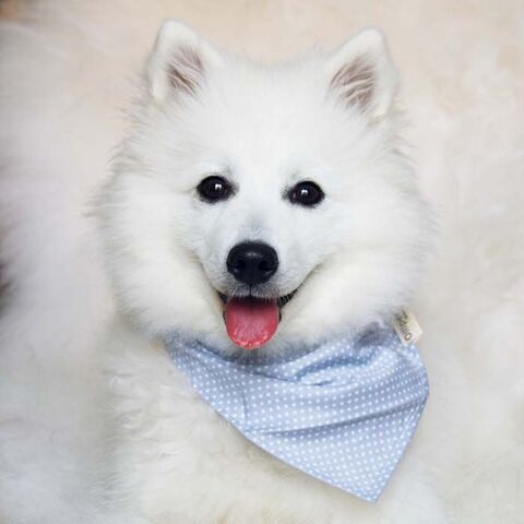 Suri med sit Fashion Bandana i lyseblå med små prikker