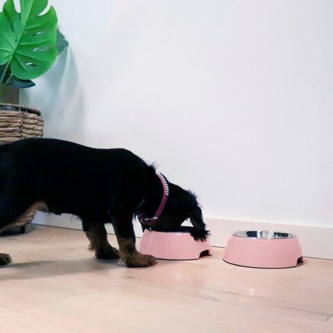 Ollipet Sweetie bowl I Lyserød