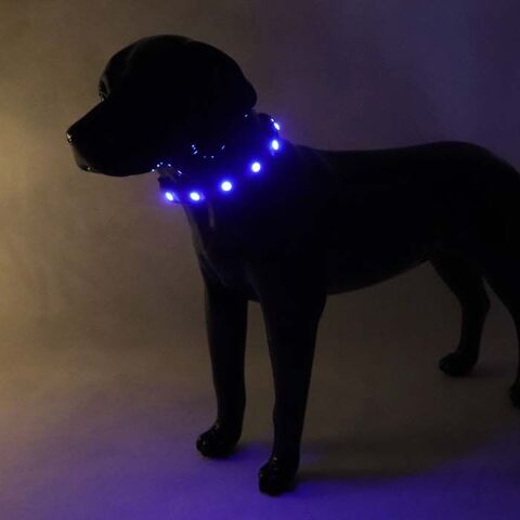 SOLID LED-halsbånd | Tize I Royal Blue