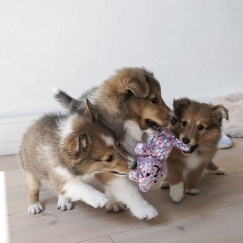 ZooPet Color bear | Ollipet