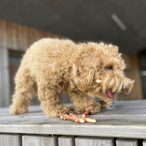 Ollipet Twisted Chicken & Kenzo