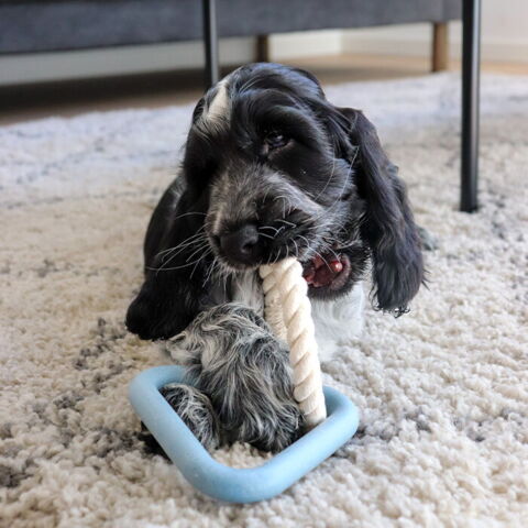 Robbie Triangle Toy og Bowie