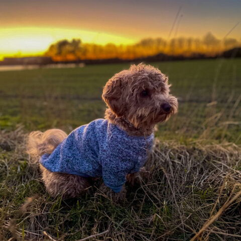 Ollipet Softy Hundetrøje & Kenzo | 40 cm | Grå