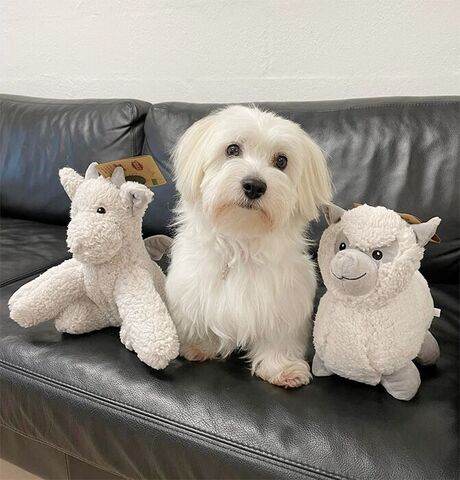 Be Eco Alpaca Eyleen | Genbrugsplys