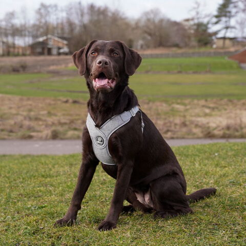 Ollipet Seoul Step In Sele + Line | Karla burger str. L