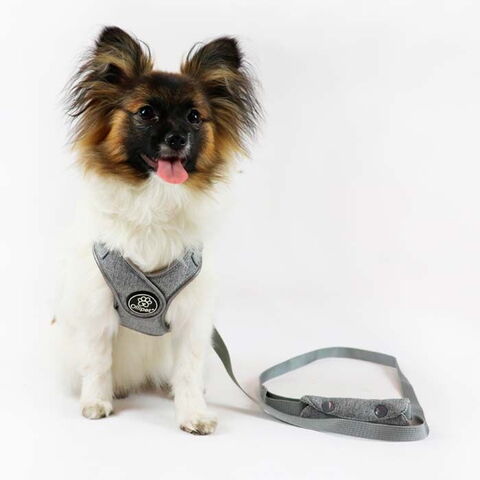 Ollipet Seoul Sele og line