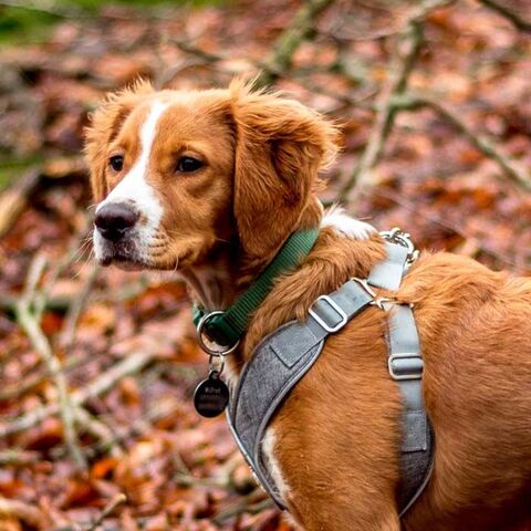 Ollipet Seoul Sele og line I Wilfred i størrelse Large