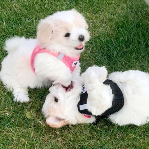 Curli Clasp Air Mesh Step-in Hundesele