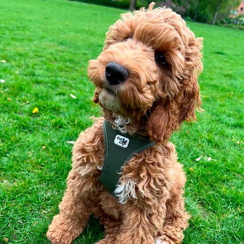 Curli Clasp Air Mesh Step-in Hundesele