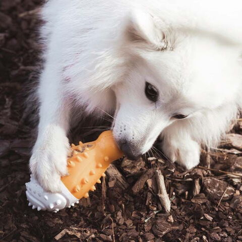 Aktivitets Kyllingelår