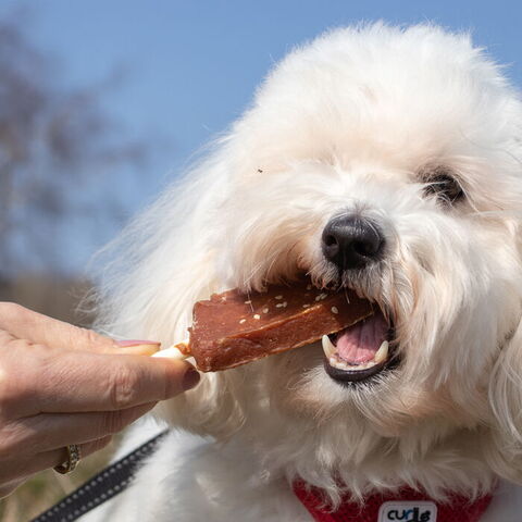 Dentafun hundeis Chicken Pop |Tang