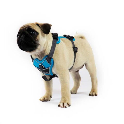 Hunter Divo Hundesele | Blå I Flemming har størrelse XS