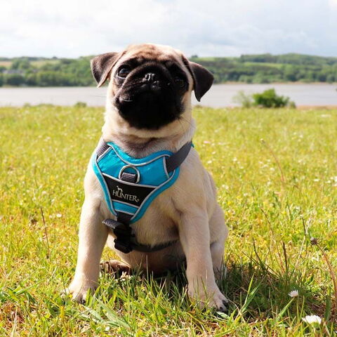 Hunter Divo Hundesele | Blå I Hvalpen Flemming har størrelse XS