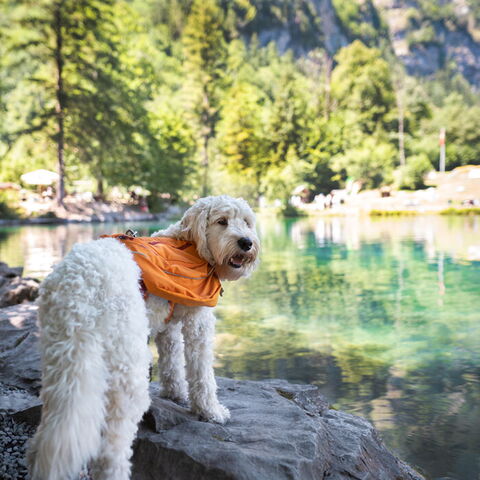 Ruffwear Approach Pack - Futte