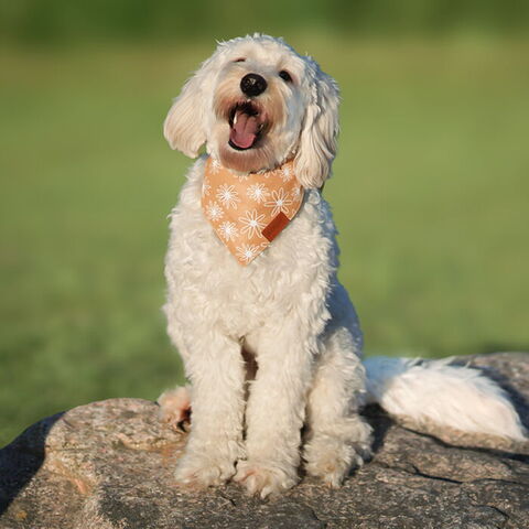 Ollipet Trendy Bandana I Futte med White Flower