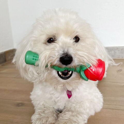 Ollipet Romantic Rose chew toy