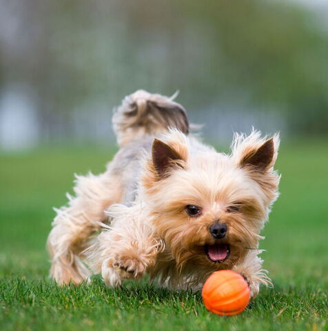 Liker Orange Ball | 7 cm