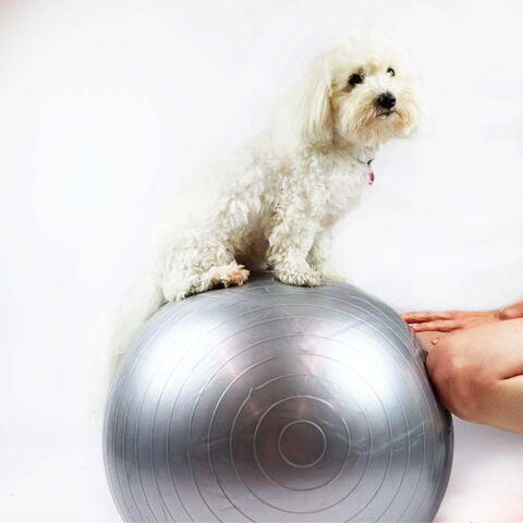 Ollipet DogFit Air Serie - Balance Ball