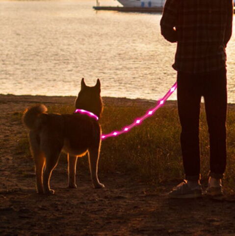 Hundesnor med LED-lys | Genopladelig