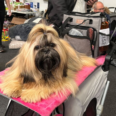 Ollipet Groomingtaske