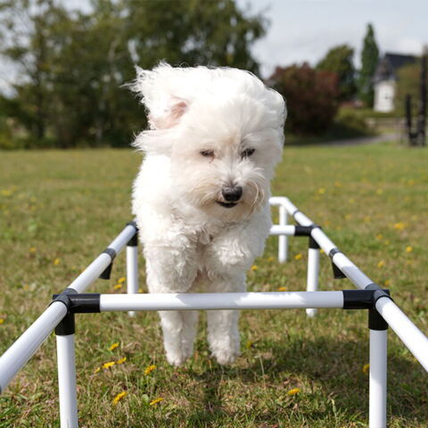 Ollipet DogFit Agility Serie Ladder | Sally var vild med den